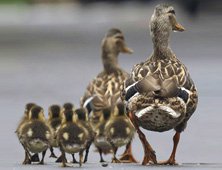 Family Health Insurance